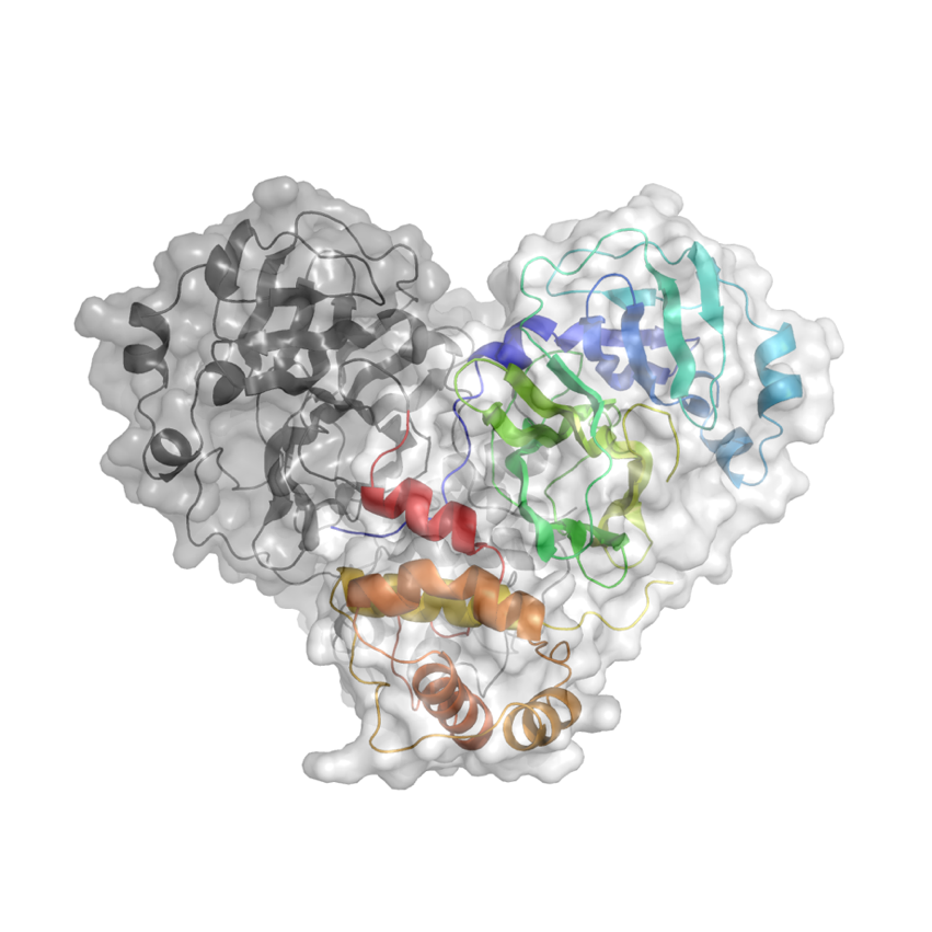 SARS-CoV-2 protease